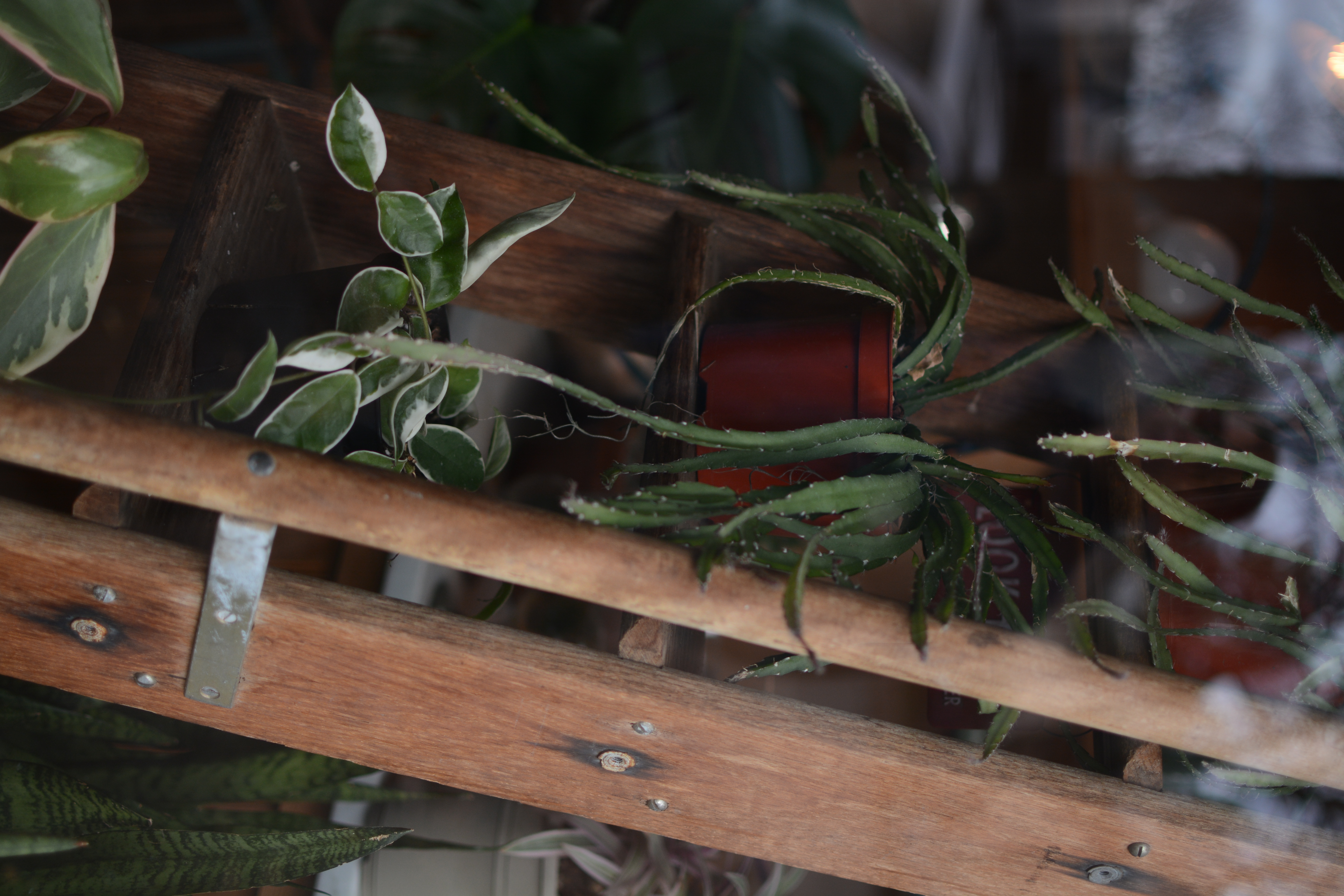 Plant Shop Window